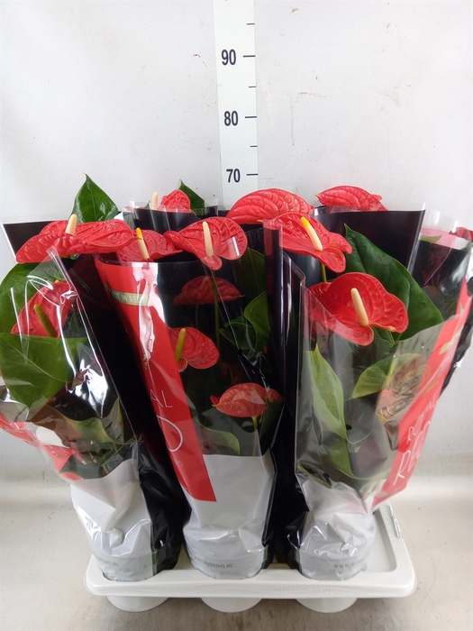 <h4>Anthurium andr. 'Madural'</h4>