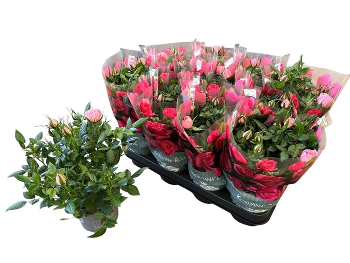 <h4>RO HARMONIE KORDANA</h4>