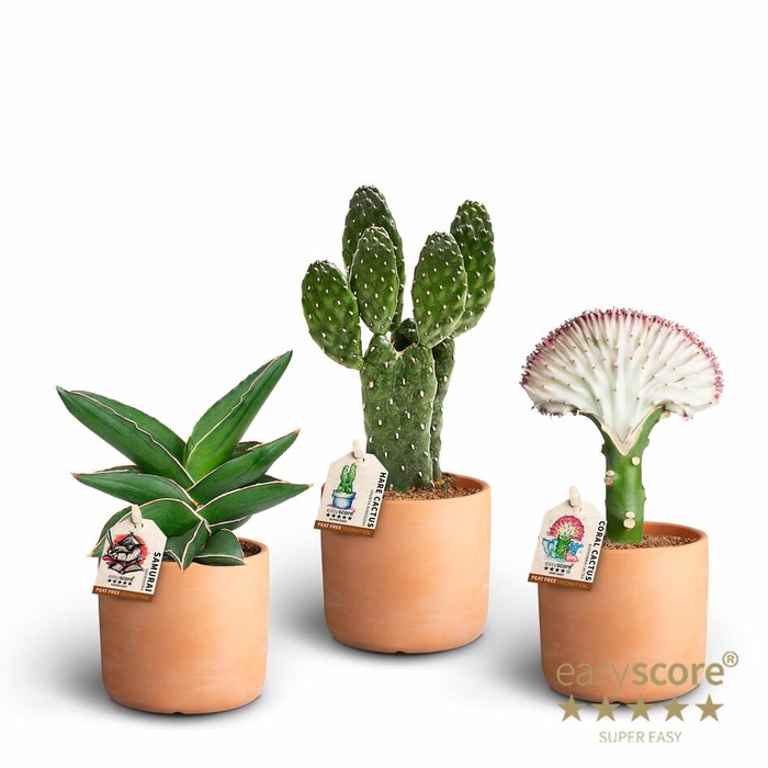 <h4>RawTerra Sculpture Collection</h4>