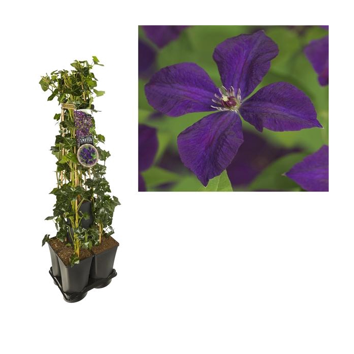 <h4>1 m. privacy mix Hedera + Clematis vit. 'Polish Spirit' +label</h4>