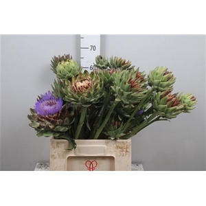 Cynara Sc Green Glob