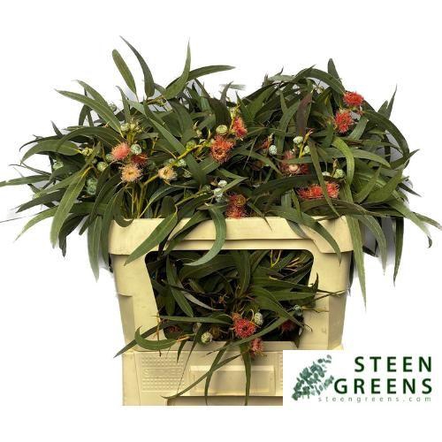 <h4>EUC OV BLAD BS</h4>