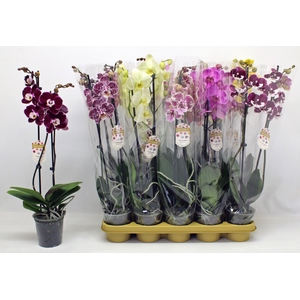 PHAL GEM