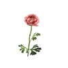 Ranunculus Mauve