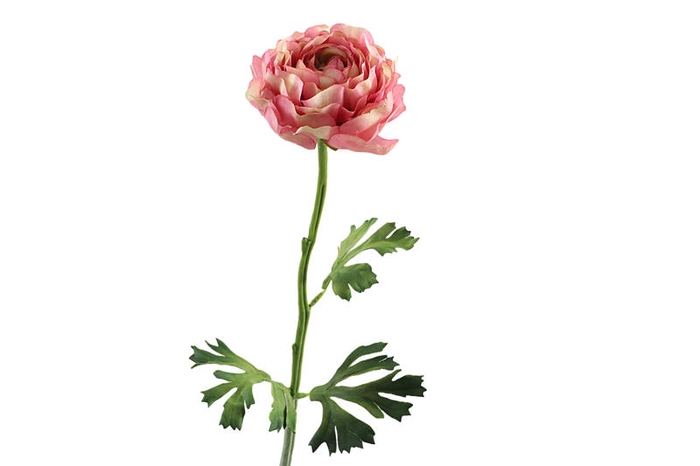 <h4>Ranunculus Mauve</h4>