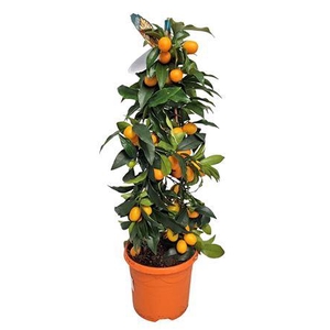 Citrus Kumquat Pyramid