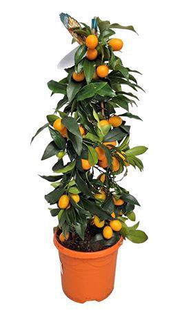 <h4>Citrus Kumquat Pyramid</h4>