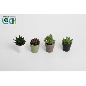 Succulenten in Sven kleuren mix