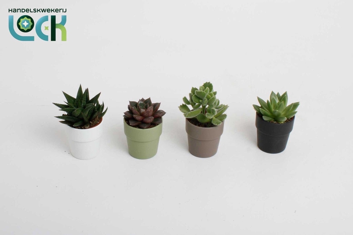 <h4>Succulenten in Sven kleuren mix</h4>