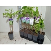 arr8 Wisteria Mixtray Geent 3 Kleuren