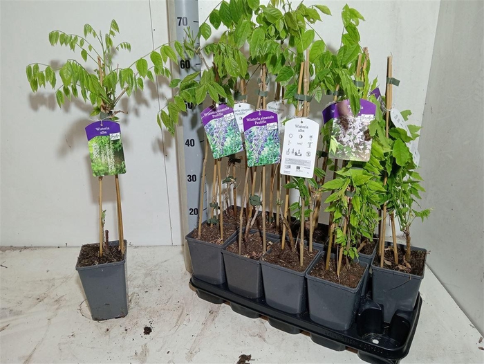 arr8 Wisteria Mixtray Geent 3 Kleuren