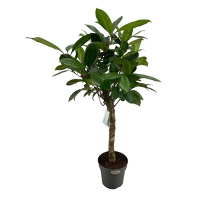 Ficus cyathistipula