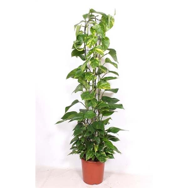 <h4>Epipremnum Aureum</h4>