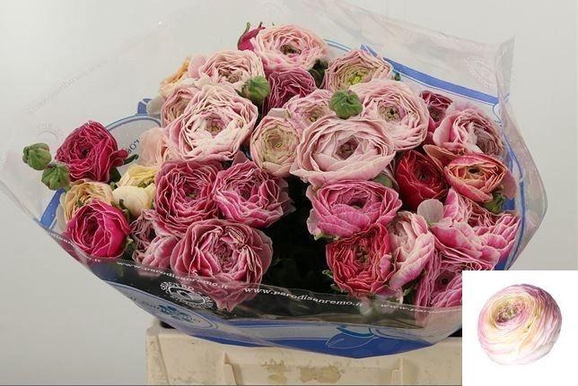 <h4>RAN SU FELICIDADE</h4>