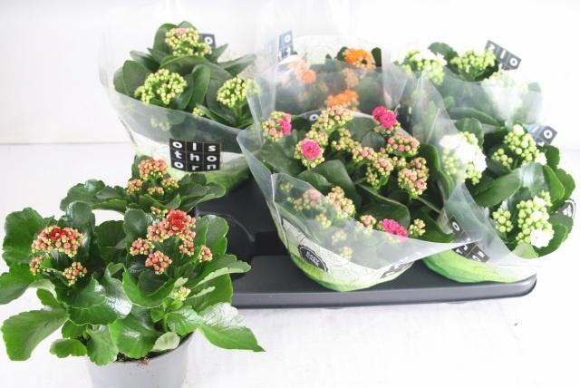 arr8 Kal Ge Gem 5 Kl