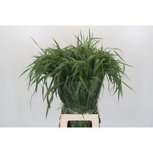 Panicum Fountain