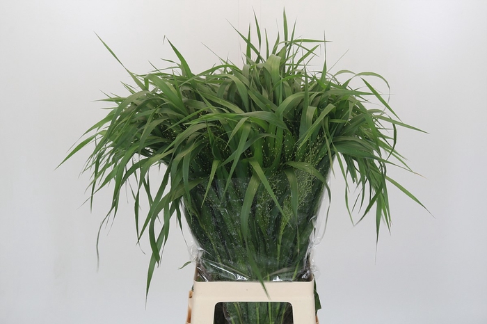 <h4>Panicum Fountain</h4>