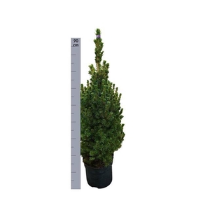 PICEA GL DECEMBER