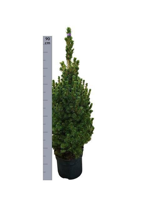 <h4>PICEA GL DECEMBER</h4>