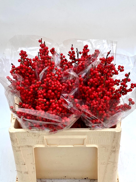 <h4>ILEX VE RODE BES</h4>