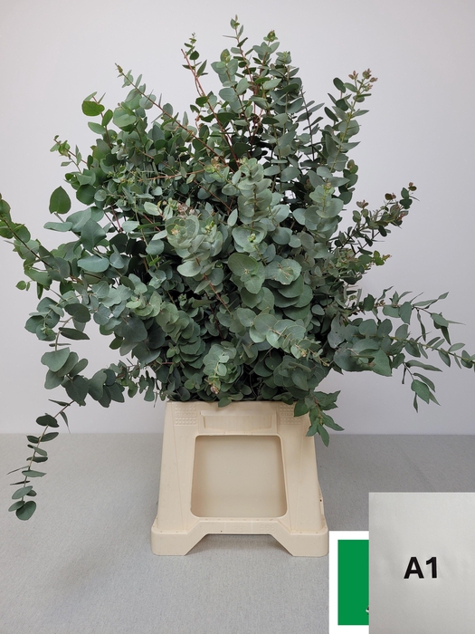 <h4>EUC STUARTIANA PB</h4>