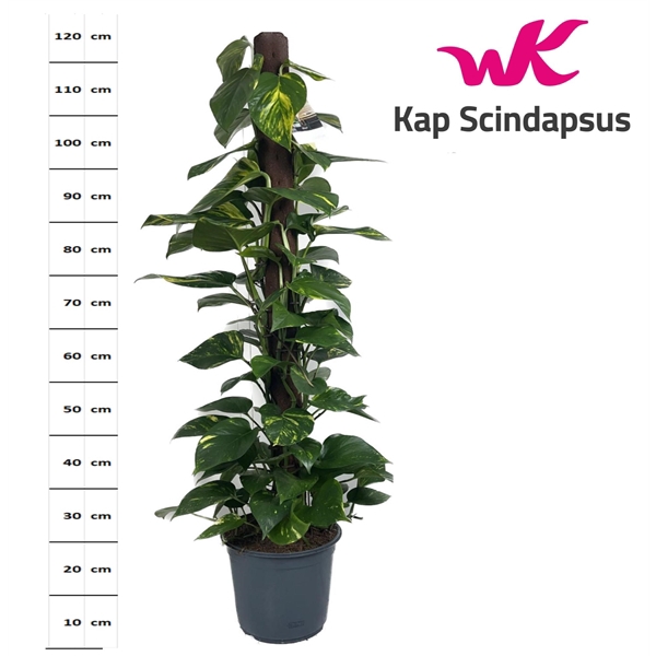 <h4>Scindapsus (Epipremnum) Kratistenstok 120 cm</h4>