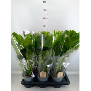 Philodendron bipinn. 'Little Hope'