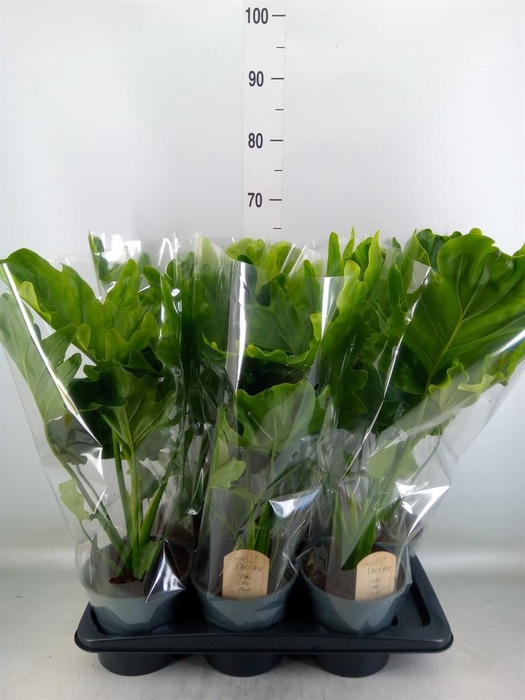 <h4>Philodendron bipinn. 'Little Hope'</h4>