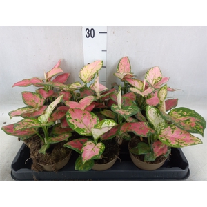 Aglaonema   ...