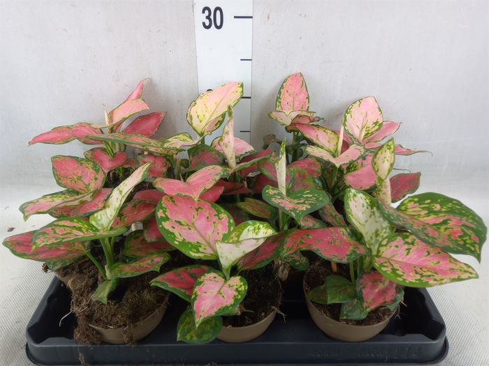 <h4>Aglaonema   ...</h4>