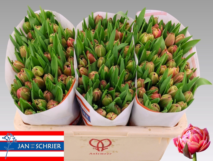 <h4>TU DU COLUMBUS</h4>