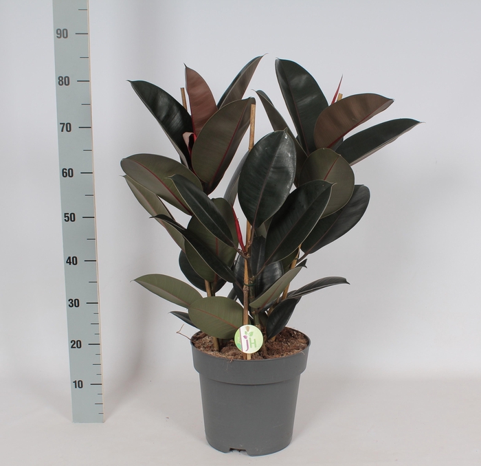 <h4>FIC EL ABIDJAN</h4>