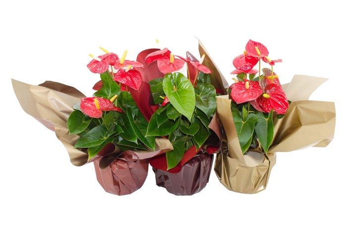 <h4>Anthurium XL.10 Mauii Red 17cm met metallic rondello</h4>