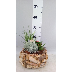 Arr.   Tuinplanten L%