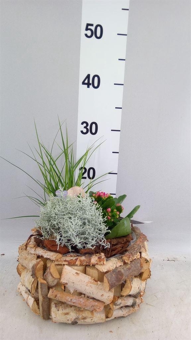 <h4>Arr.   Tuinplanten L%</h4>