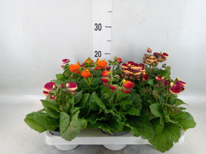 <h4>Calceolaria   ...</h4>