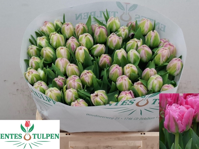 <h4>TU DU DESIRELLE</h4>