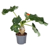 Jatropha podagrica (Flessenplant) oranje APodO13 - beperkt