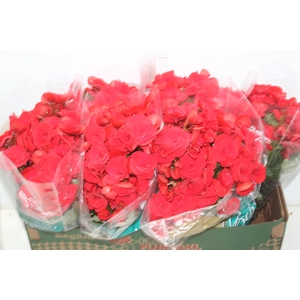BEGONIA BALADIN P15