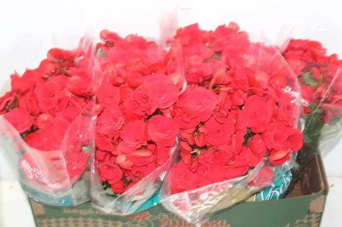 <h4>BEGONIA BALADIN P15</h4>