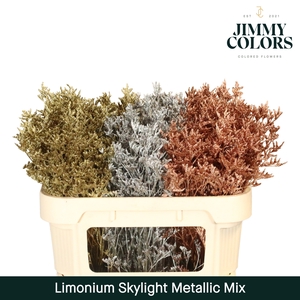 Limonium Skylight L70 Metallic mix