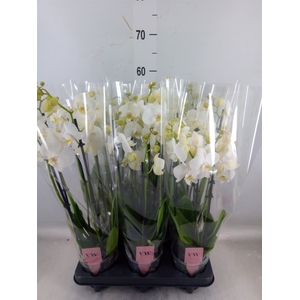Phalaenopsis  'Ant Inverness'