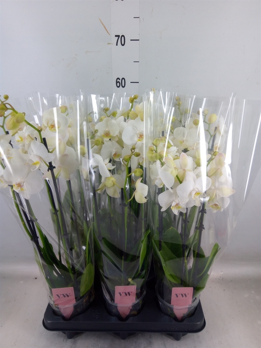 <h4>Phalaenopsis  'Ant Inverness'</h4>