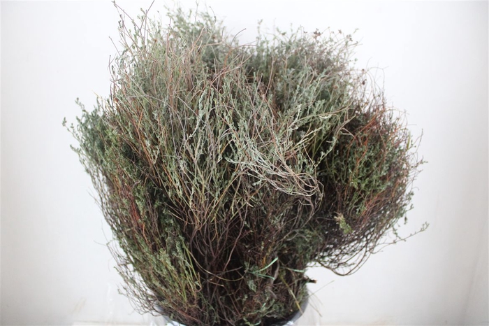 <h4>Thyme P/bunch Falso 300gr</h4>