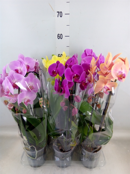 <h4>Phalaenopsis  'Elegant Cascade'</h4>