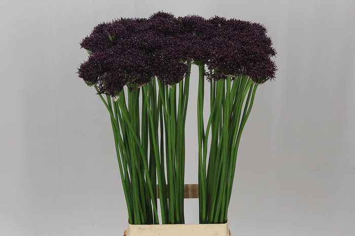 <h4>Allium Atropurpureum</h4>