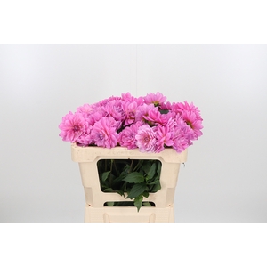 Dahlia Onesta