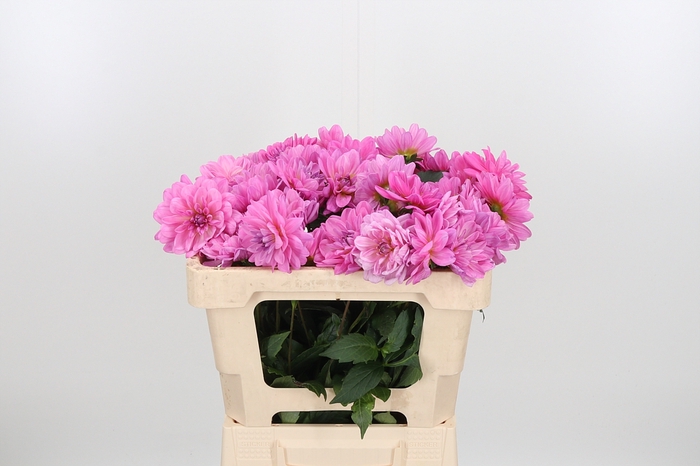 <h4>Dahlia Onesta</h4>