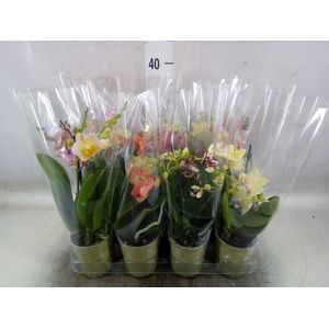 Phalaenopsis   ...mix