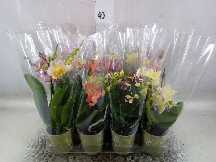 <h4>Phalaenopsis   ...mix</h4>